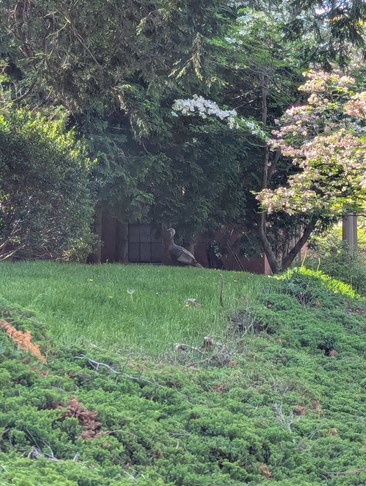 A turkey in the grass outside the Shirley Miller House at Brown University in Providence, RI