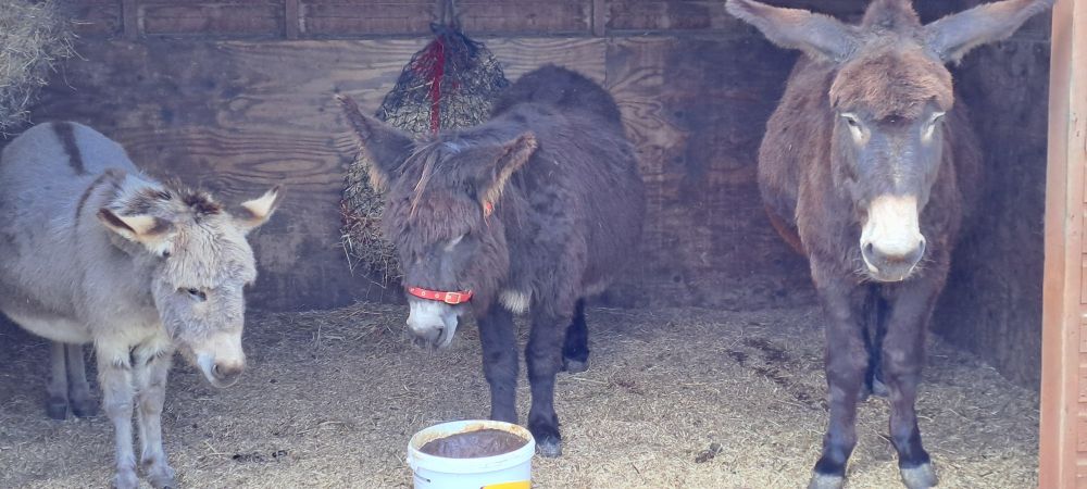 Photo of 3 donkeys, small grey on the left, medium brown in the middle & large brown on the right. Look like a cute but uninterested band cover album! 