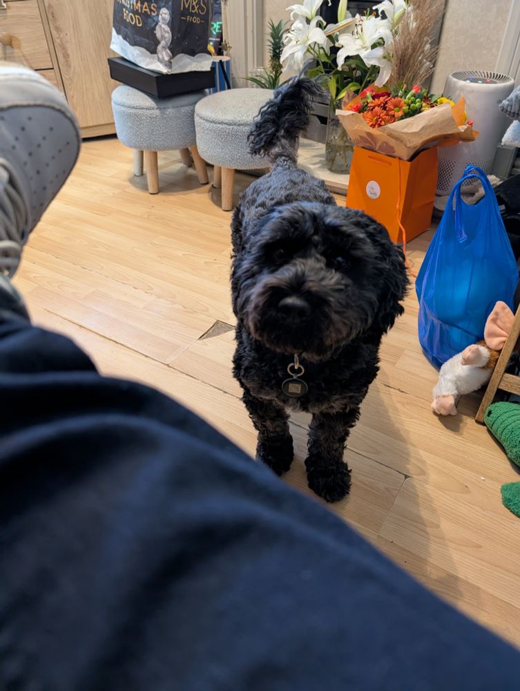 Black cockapoo dog stood on the floor staring up at me
