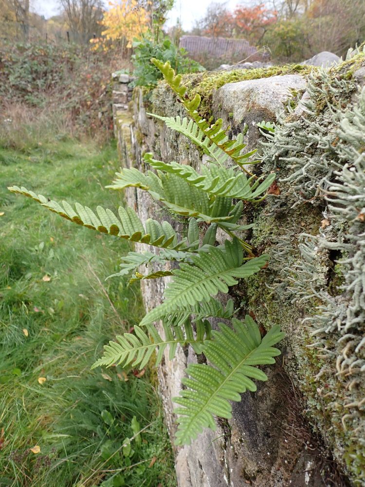 Polypodium vulgare on old walls of Buildwas Abbey. This was the only fertile bit I could reach. Checked under the microscope