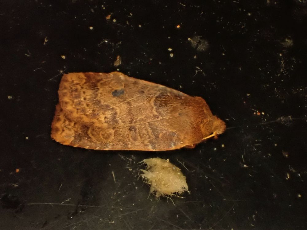 The Chestnut at the bottom of the moth trap this morning with a scrap of egg box next to it