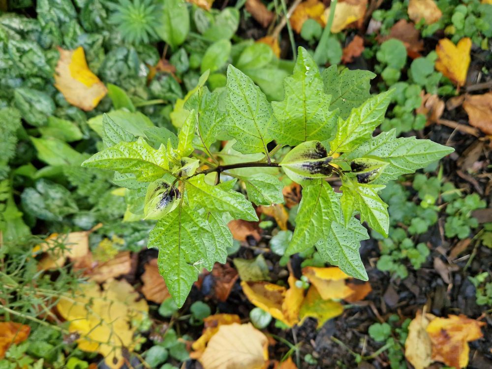 Apple-of-Peru in fruit against autumn leaves