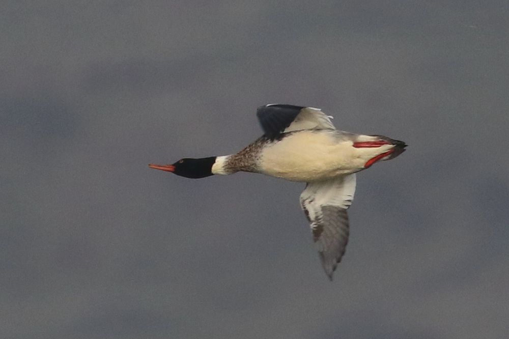 A male Red-breasted merganser zooming by