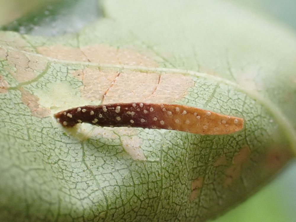 Coleophora milvipennis case (occupied!) on young Birch leaf. Again Wyre is the Shropshire place for these. Another lifer!