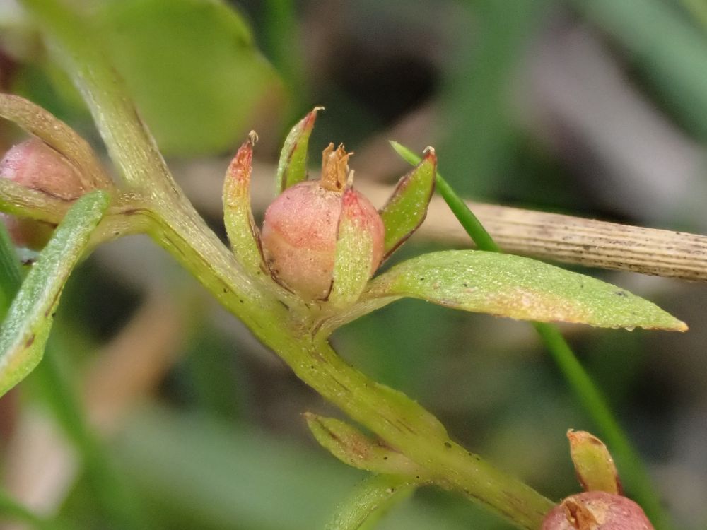 Chaffweed (Lysimachia minima) fruit. It's pretty distinctive, finding it is the trick. Shown by John and Denise B