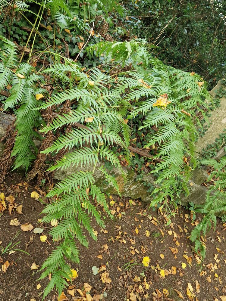Chain Fern fronds