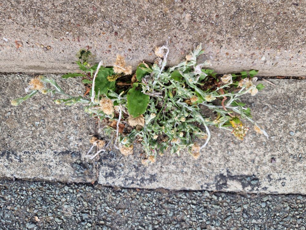 Drone footage (ok, phone looking down on it) of the single plant - it was producing a lot of seed so will hopefully spread around