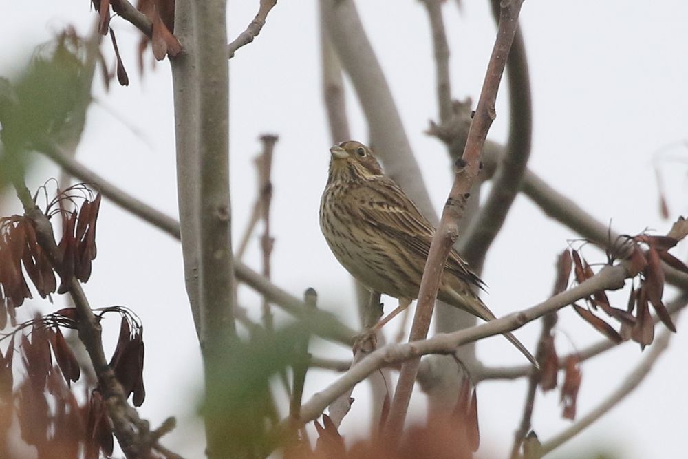 Corn Bunting in hedge by arable at VP. 