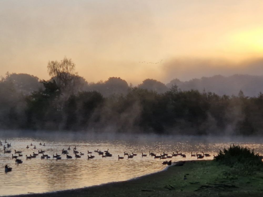 Early morning light and mist at VP with departing geese