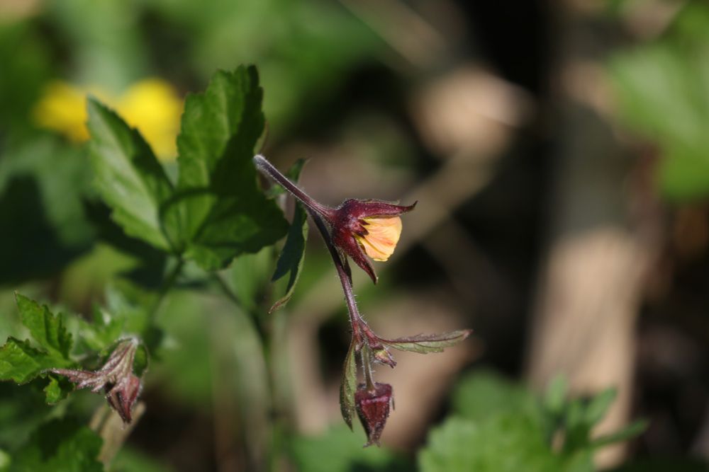 Didn't see either parent in flower near it - flowers yellow on the inside and orangey on the outside.