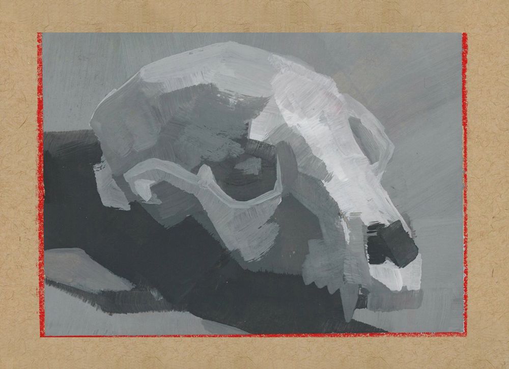 3/4 view painting of the top half of a raccoon skull; gouache on mixed-media toned paper