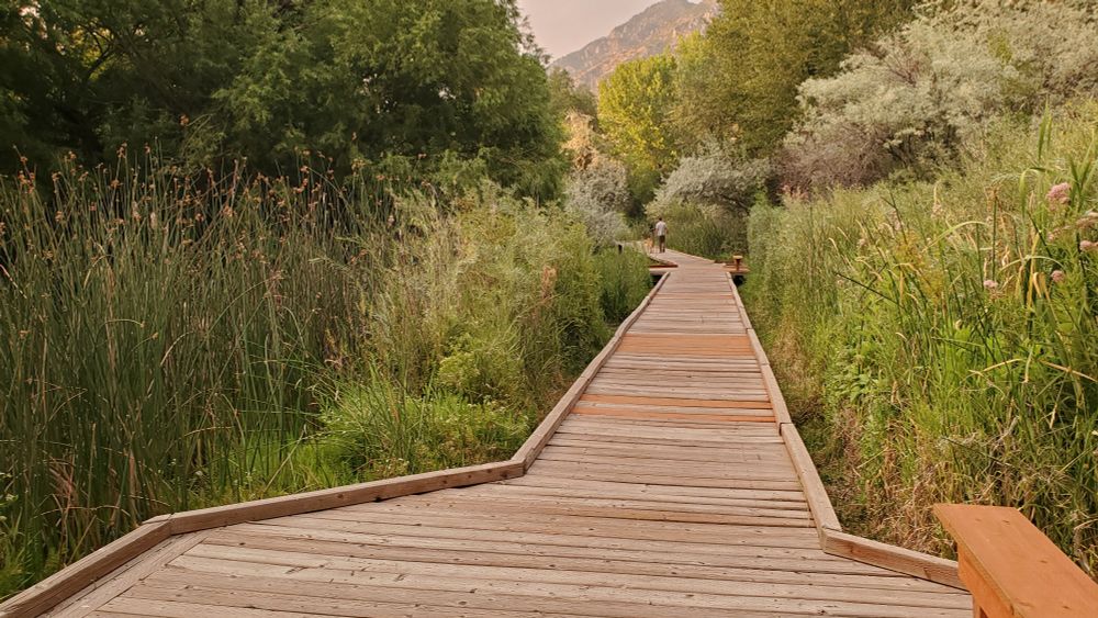 A photo looking down a wetland boardwalk in Provo's Bicentennial Park. Tall reeds and grasses grow green on either side. Mature trees enclose the scene and a mountain peak can be seen in the distance over the tree tops. Despite being in the middle of an urban area this scene is a pocket of wild, natural space.