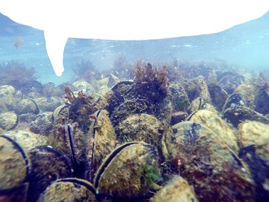 An underwater photo of a bed of mussels, with a speech bubble drawn over them to make it appear as if they are the ones speaking the post above, saying "filter filter filter filter."

(Hopefully it's not obnoxious, I'm just trying to add some whimsy to what I assume is a frustration)