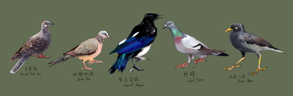 from left to right digital paintings of: oriental turtle dove, spotted dove, oriental magpie, feral pigeon, javan myna