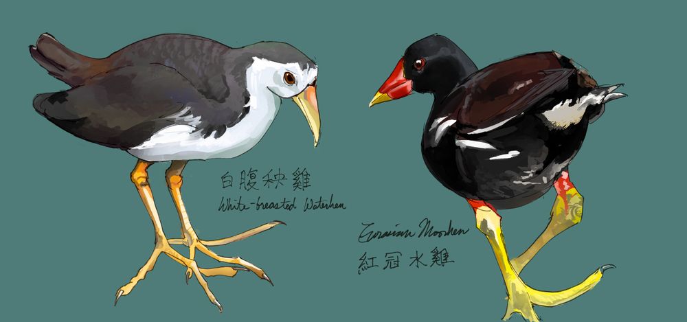from left to right digital paintings of: white-breasted waterhen, eurasian moorhen