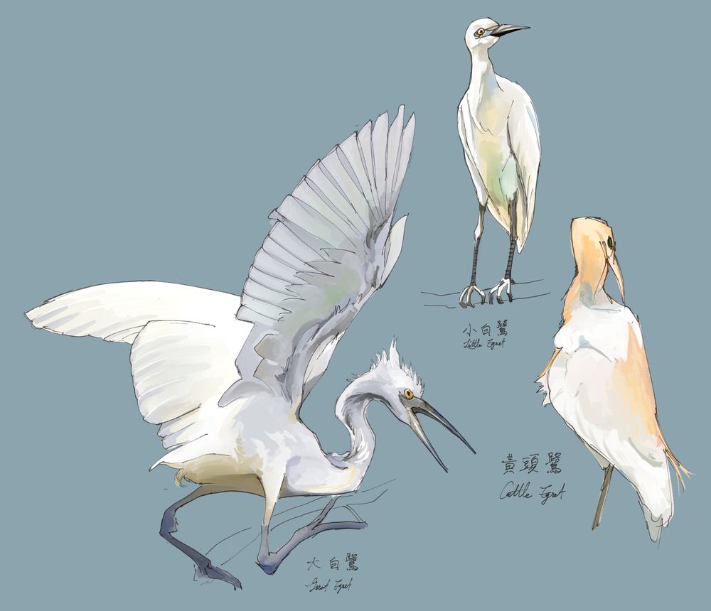 from left to right digital paintings of: great egret, little egret, cattle egret