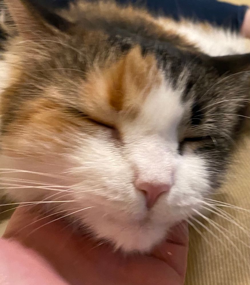 Close up of a calico cat (or deranged goblin), eyes closed, scritched by human hand under chin
