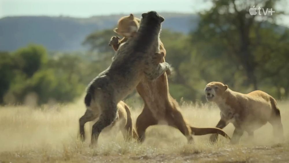 A sabertoothed cat fighting giant otters on a savanna