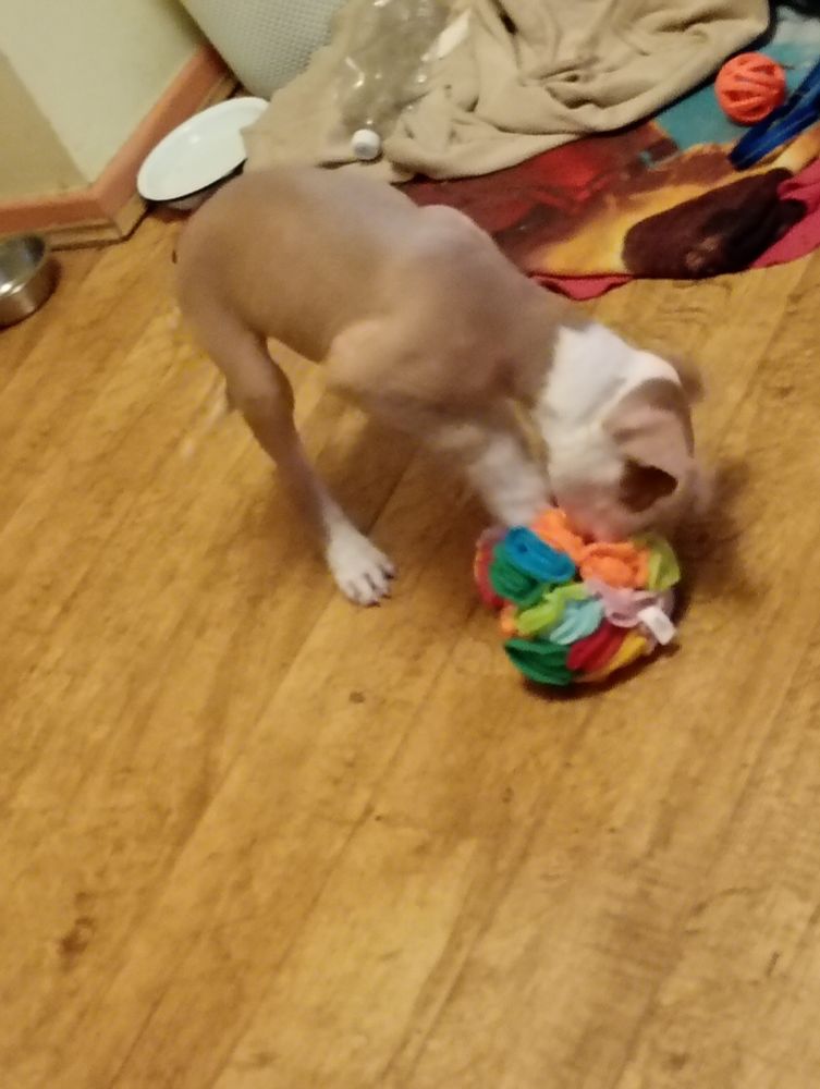 A tan bulldog-type puppy with white legs, neck and snout is rooting interestedly in a ball made of rainbow felt flowers. There are treats buried in there and she knows it!