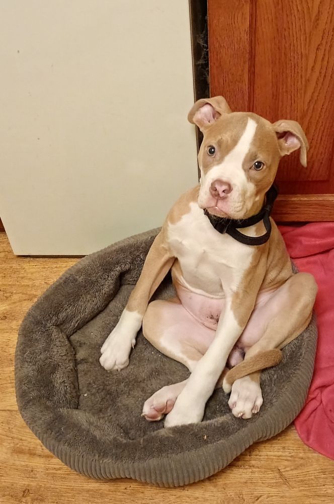 A white and tan bulldog-type puppy sitting in her bed with a slightly glassy expression on her face 
Her hind legs are placed somewhat like a cartoon frog and she's propped up in the front of the boiler for support 