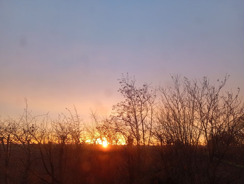 A red-gold sun rises behind wintery trees.
The sky is gold and pink at the horizon, shading up to very pale blue