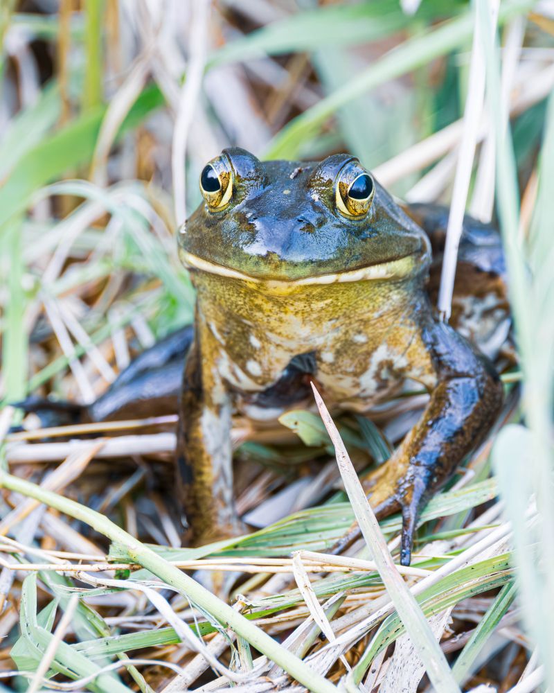 A photo of a green frog at eye level. It's sitting among some grass at the edge of a pond. We can only assume its intentions for us are good.