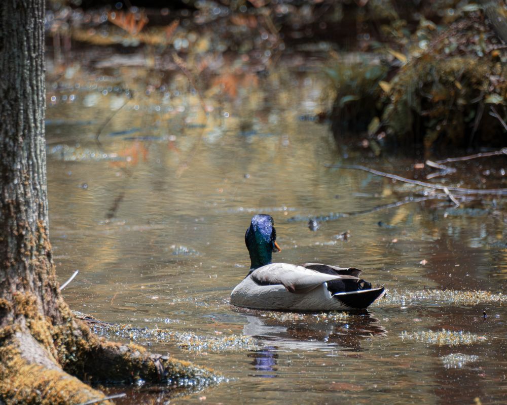 Male Mallard swimming slowly in a small woodland pond. 