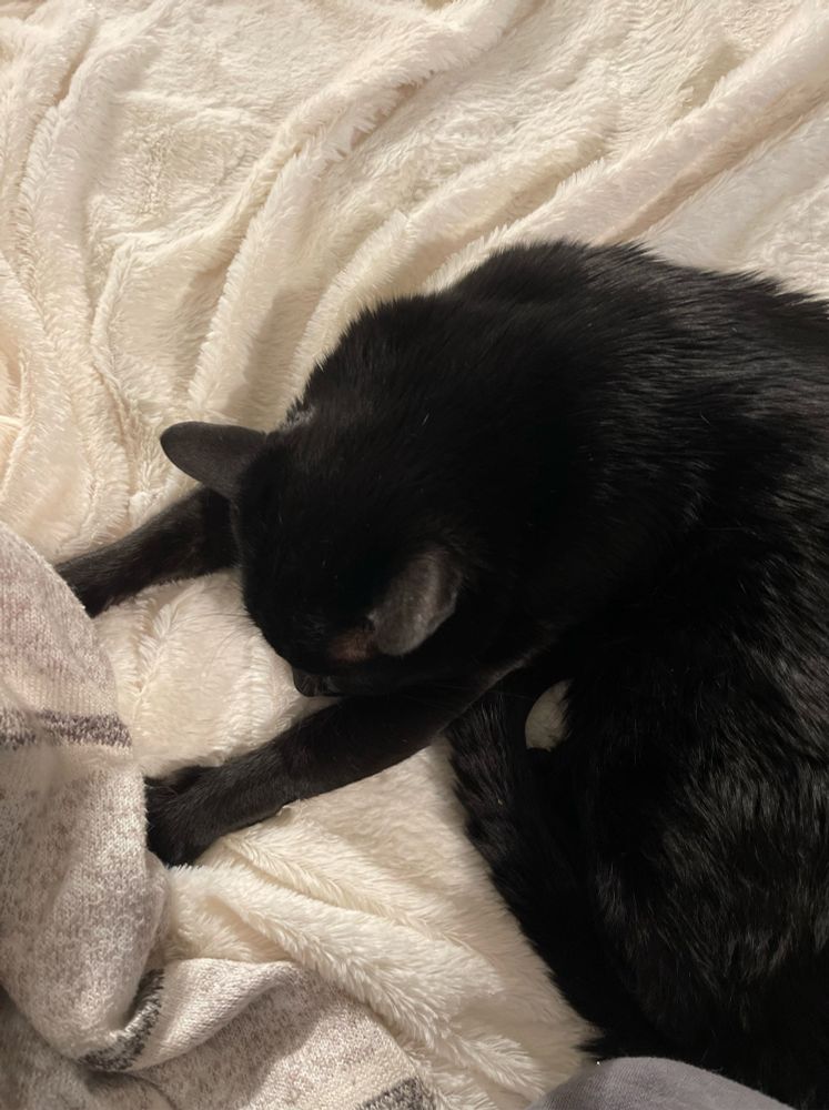 Black cat with sprawled paws on a white blanket. 