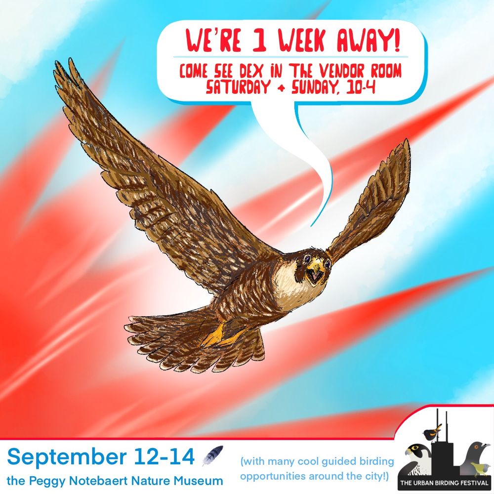 Illustration of an excited peregrine falcon flying (Chicago fag color starburst background) looking at the viewer and saying, “We’re 1 week away! (From the 2nd ever Urban Birding Festival in Chicago) Come see Dex in the vendor room Saturday and Sunday, 10am-4pm.

Below is the logo for the urban birding fest, the dates September 12-14, festival hub location is the Peggy Notebaert Nature Museum (with many cool guided birding opportunities around the city!)