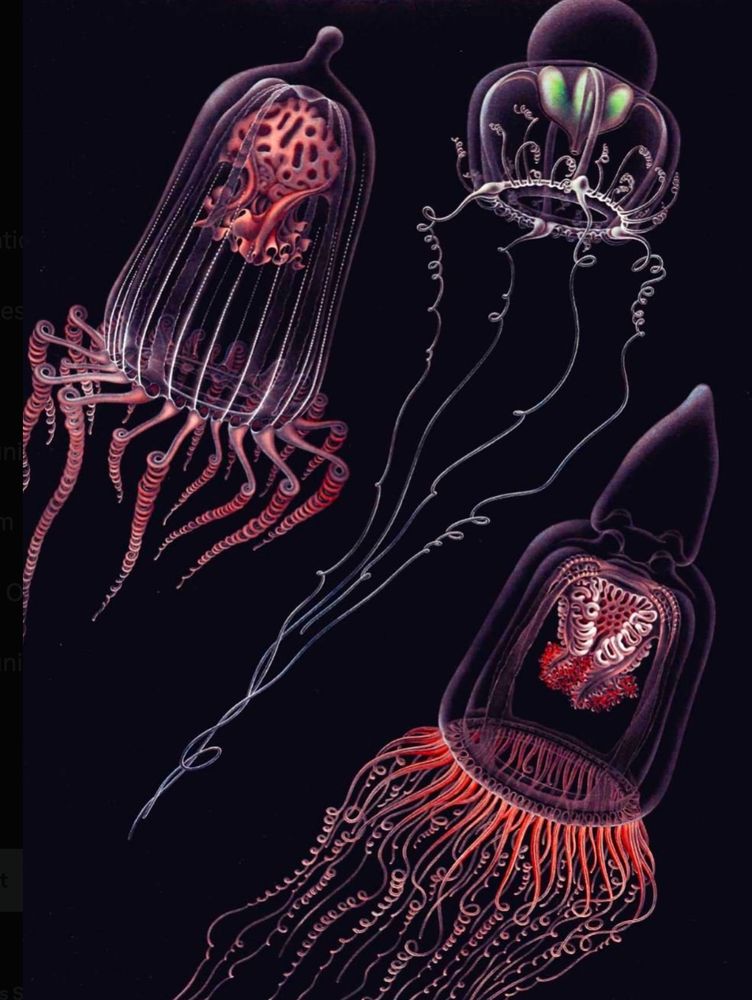 red jellyfish from Anita Brinckmann-Voss's 1970 book on jellyfish of the Mediterranean Sea.