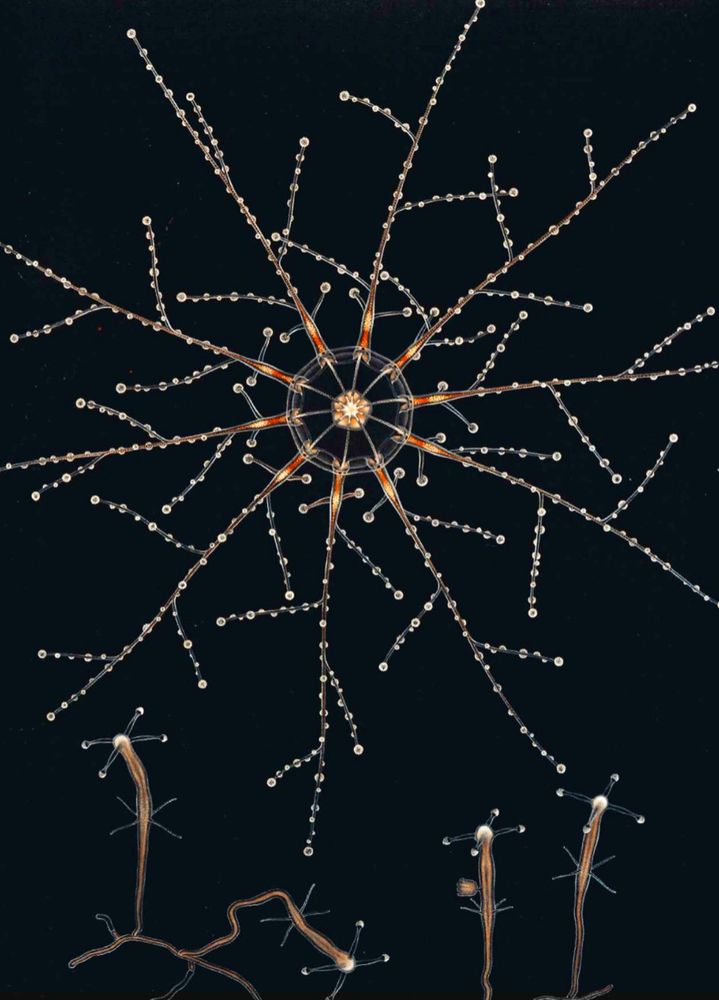 firecracker like jellyfish from Anita Brinckmann-Voss's 1970 book on jellyfish of the Mediterranean Sea.