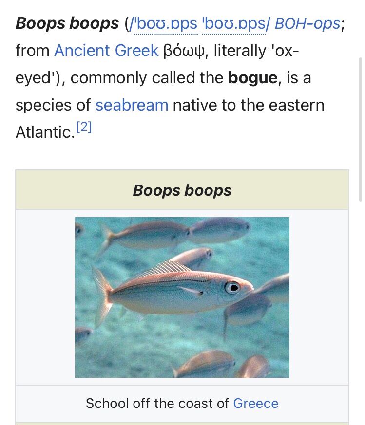 Picture of a wiki page with a small silver fish, the text reading: Boops boops (/ˈboʊ.ɒps ˈboʊ.ɒps/ BOH-ops; from Ancient Greek βόωψ, literally 'ox-eyed'), commonly called the bogue, is a species of seabream native to the eastern Atlantic.[2]