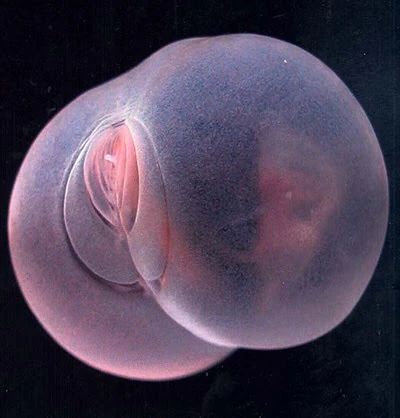 A very pig butt looking round marble like animal that is pink. Photo by MBARI.