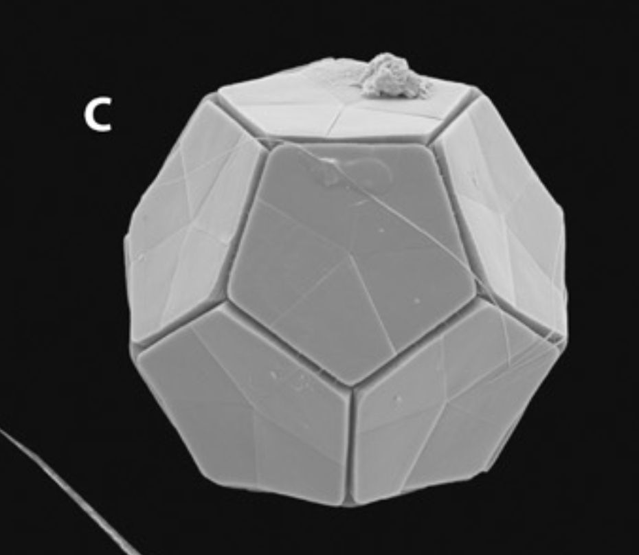 The pentagon shells of Braarudosphaera bigelowii. From: https://en.wikipedia.org/wiki/Coccolithophore#/media/File:Diversity_of_coccolithophores.jpg