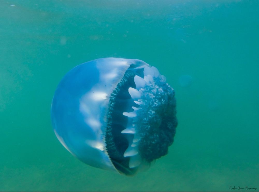 Photo of a cannonball jelly swimming under the surface, by cgajonb of iNaturalist: https://www.inaturalist.org/observations/91674620