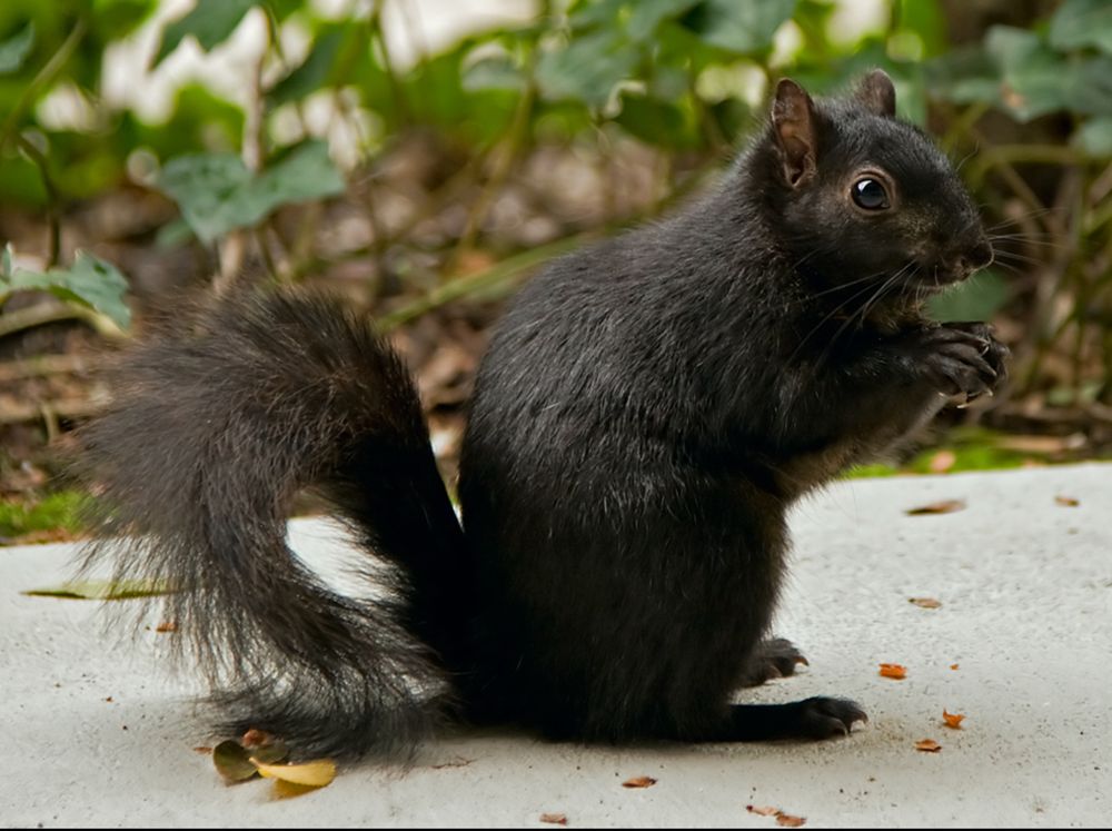 A DC black morph of a gray squirrel sitting on concrete
