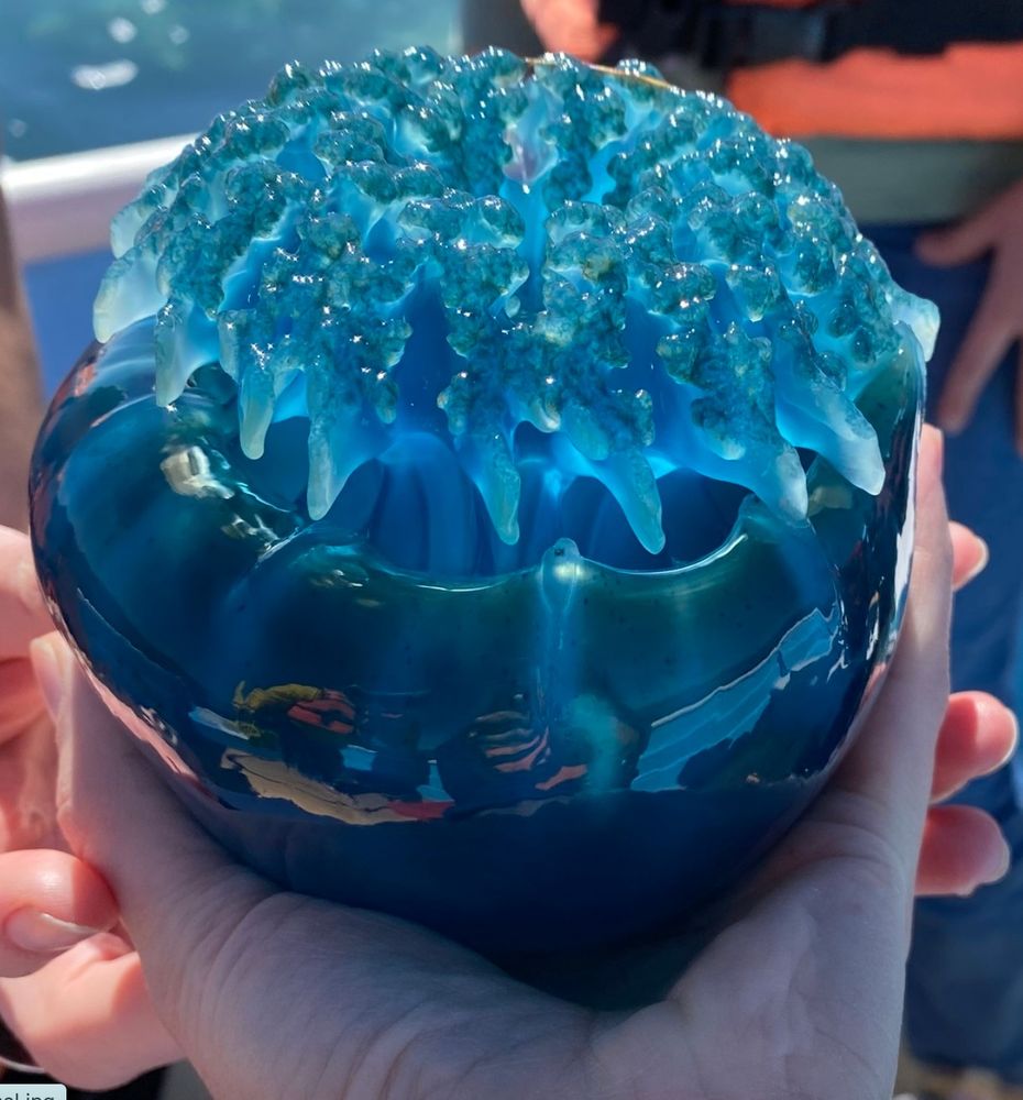 Blue jellyfish being held with upside down view of mouth. Photo by 
lisabg and copyright to the creative commons: https://www.inaturalist.org/observations/107412983