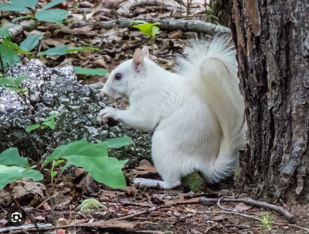 A DC white morph of a gray squirrel eating a nut by a tree