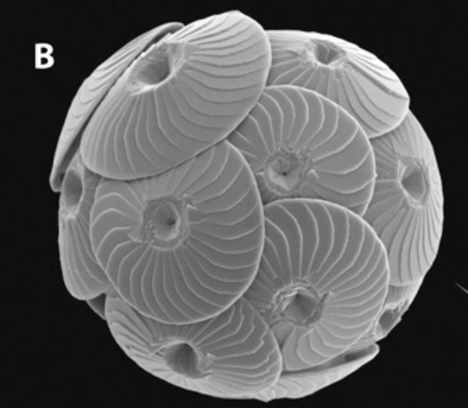 Round plates forming a ball shape in the coccolithophore Calcidiscus leptoporus, Monteiro, F.M., Bach, L.T., Brownlee, C., Bown, P., Rickaby, R.E., Poulton, A.J., Tyrrell, T., Beaufort, L., Dutkiewicz, S., Gibbs, S. and Gutowska, M.A. - https://advances.sciencemag.org/content/2/7/e1501822

And Wikipedia https://en.wikipedia.org/wiki/Coccolithophore#/media/File:Diversity_of_coccolithophores.jpg