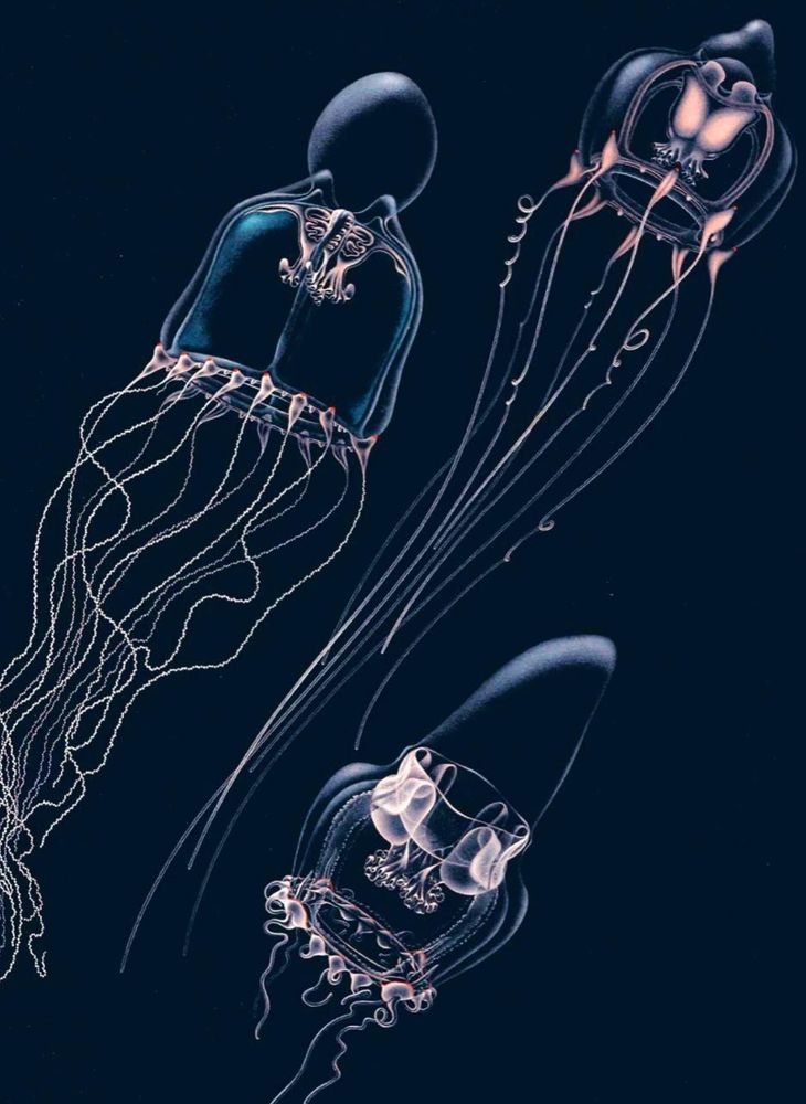Wavy tentacles from Anita Brinckmann-Voss's 1970 book on jellyfish of the Mediterranean Sea.