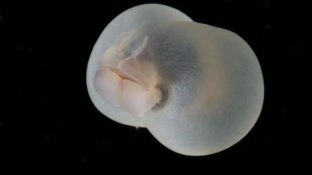 The “front” of a pig butt worm showing tentacles and a round body. Image by MBARI.
