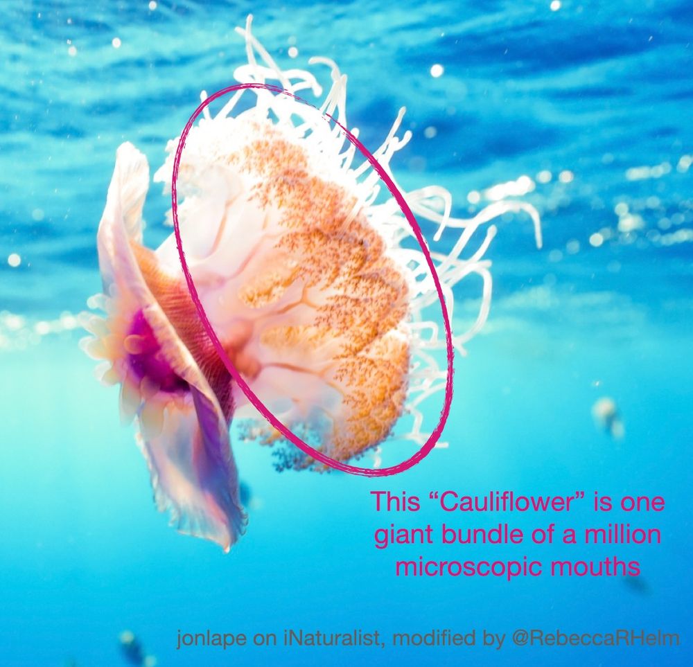 Image of pink jelly with blue background and cauliflower like mouth. Image by jonlape on iNaturalist, modified by @RebeccaRHelm with the text "this cauliflower is one giant bundle of a million microscopic mouths.