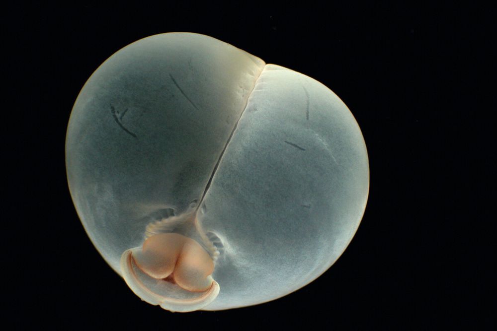 The bottom of a pig butt worm showing it’s odd bilateral butt cheeks. Images by MBARI