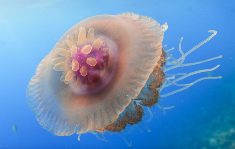 Image of pink jellyfish on blue background. By 
jonlape from iNaturalist 