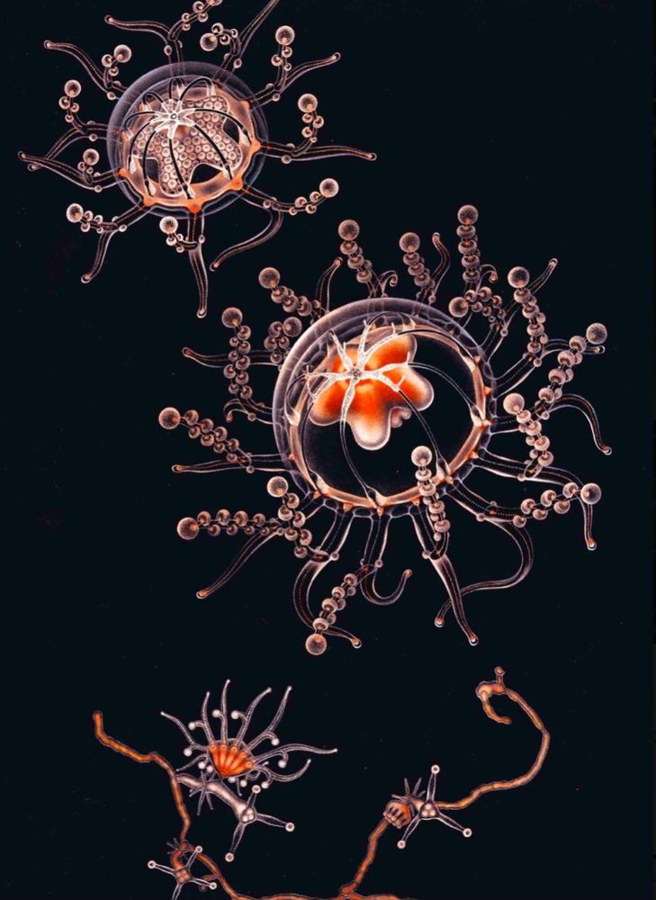Orange jellyfish from Anita Brinckmann-Voss's 1970 book on jellyfish of the Mediterranean Sea.