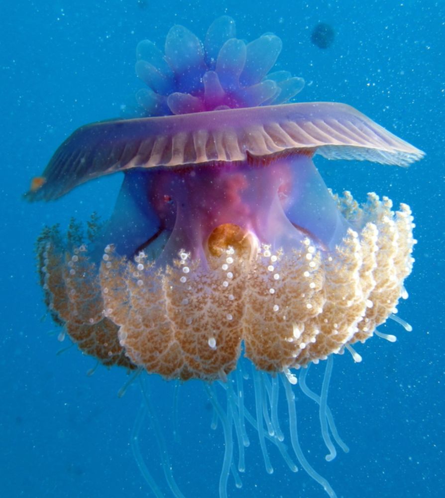 A purple jellyfish with a blue background, image from wikipedia 