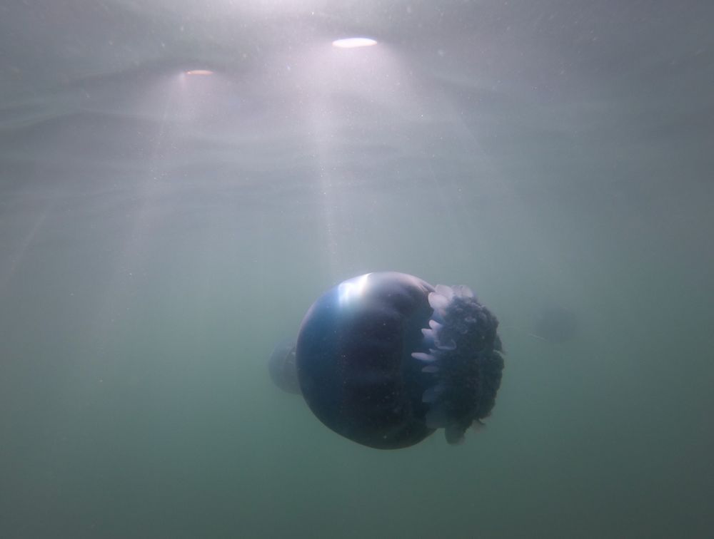 A cannonball jelly swimming under the surface. Photo by claudia_jeannette of iNaturalist https://www.inaturalist.org/observations/87473377
