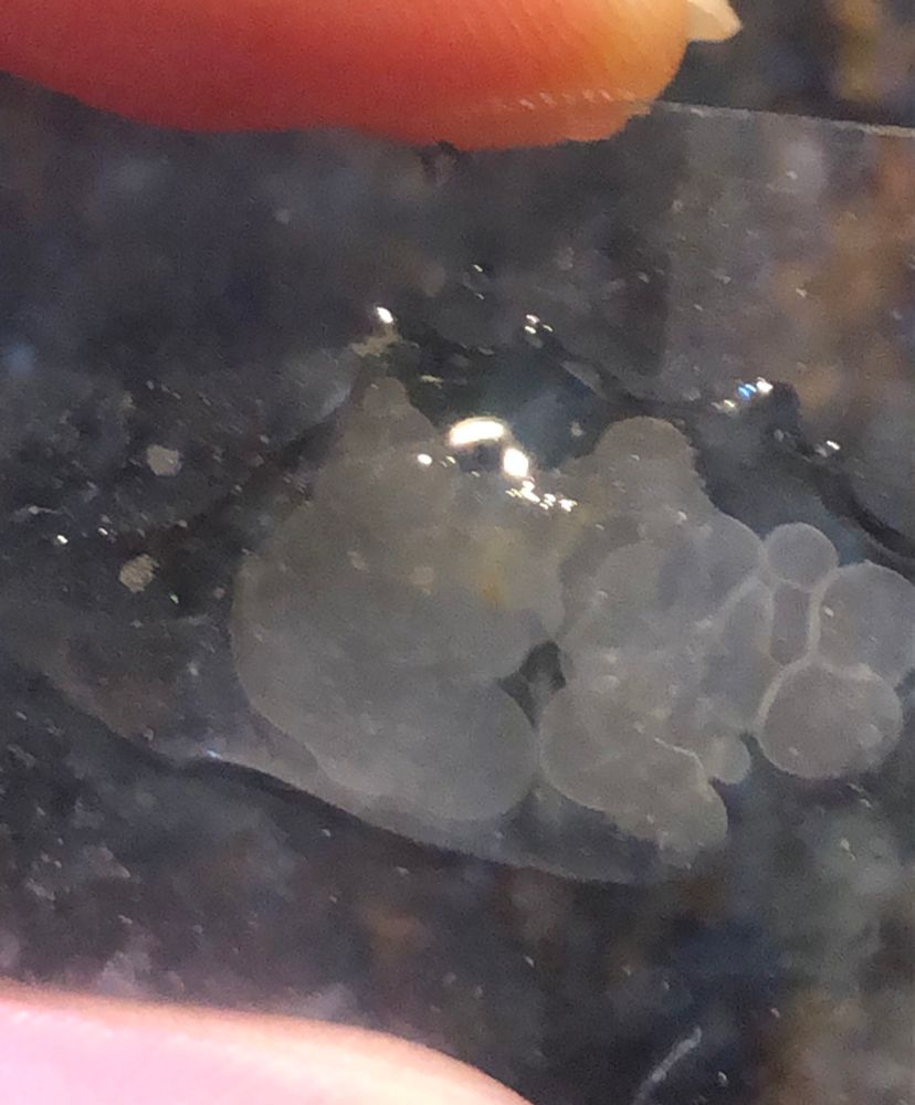 Hand holding microscope slide that has some round circular brownish blobs on it 