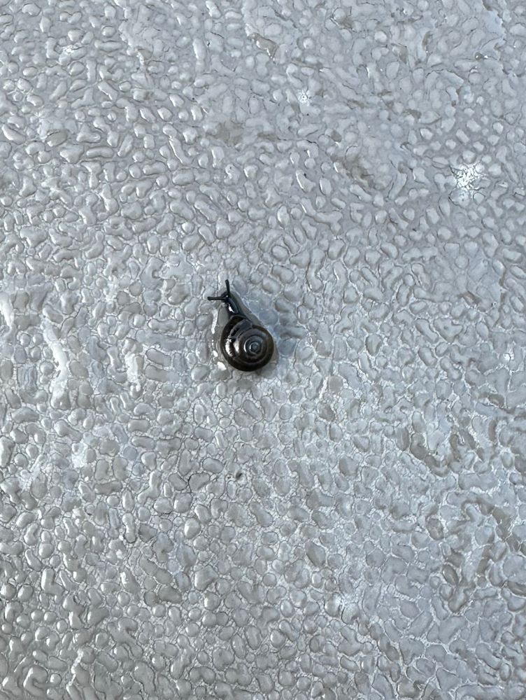 Tiny black snail sitting on top of a textured trash can lid.
