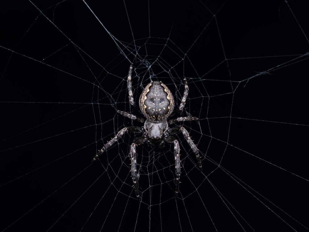 Macro foto van een platte wielwebspin (walnut Orb Weaver) in een web op mijn balkon